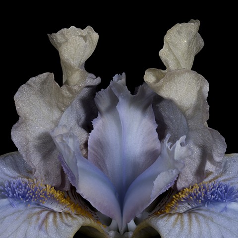 Bearded Iris, Beauty and Beast