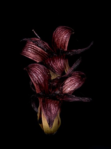 Lily Sisters