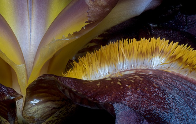 Bearded Iris 7 Magnified
