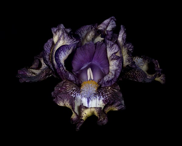Bearded Iris, Purple Robe