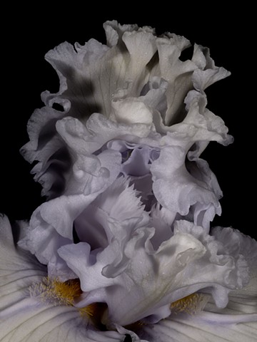 "An Enigma in Low Lights"
