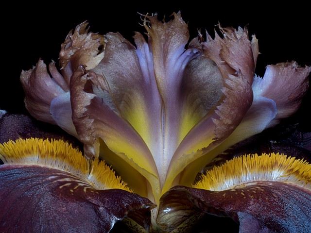 Bearded Iris 7