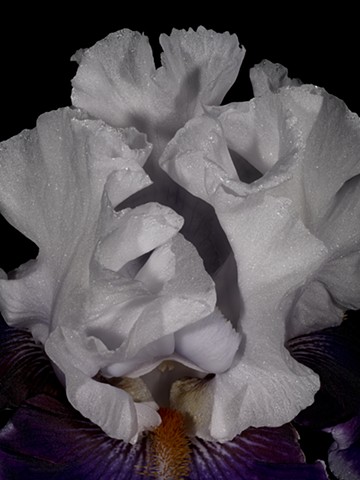 Bearded Iris White Structure W Violet