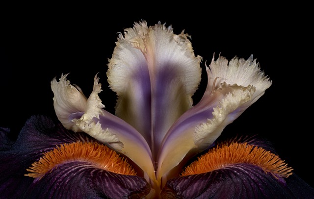 Bearded Iris, Macro