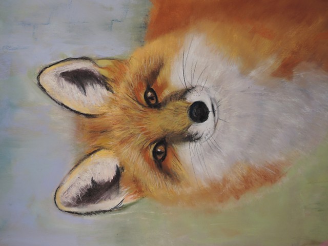La Plata Fox