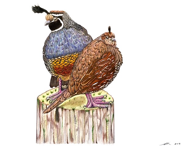 california quail artwork, quail art, quail couple art, bird art, wildlife fine art, illustration