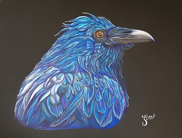 raven portrait, raven drawing, bird illustration, bird artwork