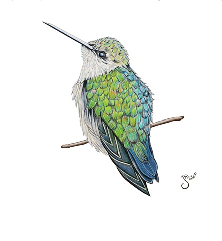 calliope hummingbird, hummingbird art, hummingbird drawing