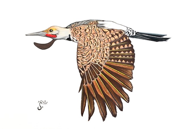 woodpecker drawing, flicker art, gilded flicker illustration, bird art, drawing