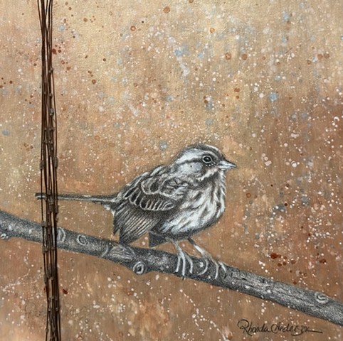 Song Sparrow