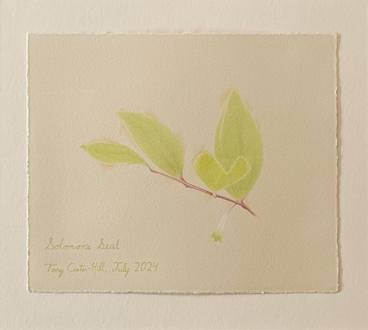 Solomon's Seal