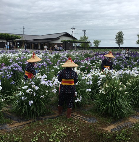 Iris Festival & Shinshoji Temple Tour, Japan
