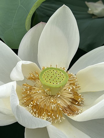 Lotus Flower, Iwakuni, Japan. Fine Art Print Noritsu, roll paper (glossy) Made in Japan