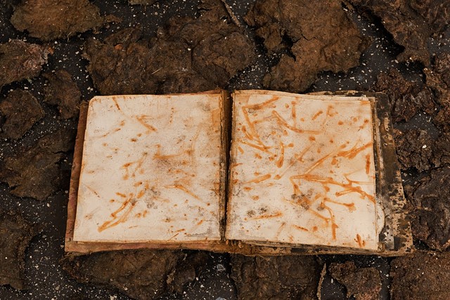 Louisiana Biofilm Matrix