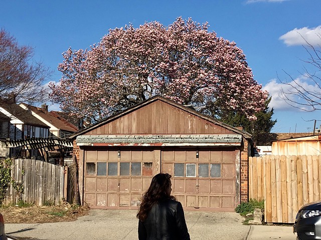 Magnolia Tree in Glendale, NY