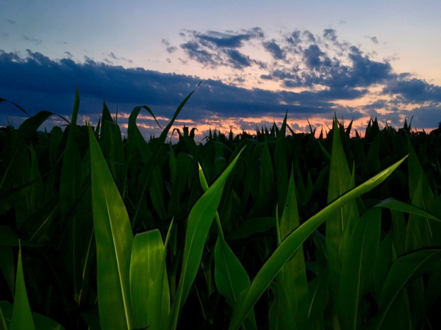 Corn field in Massachusetts