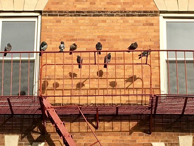 Ridgewood Pigeons
