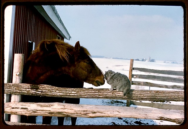 Horse and Cat