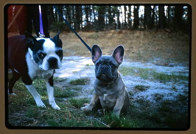 Frenchie and Terrier