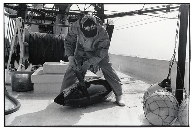 Bluefin Tuna, 1982
