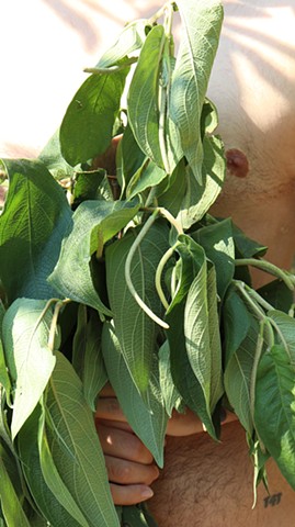 The sun shines with a brilliant late afternoon glow onto a matico plant that the artist holds in their hands close to their core. Matico, also called Piper aduncum, hierba del soldado/soldier’s herb, spiked pepper, and many other names, has long been used in the Andes for wound healing, to stop bleeding, as an antiseptic, and to aid digestive issues among many other benefits. A nipple peaks out from behind a bushy bundle of green leaves with long curved very thin green peppers, textured and speckled white. A closer look shows a post-op flat chest, belly hair, and a tiny T4T tattoo by their hip. 