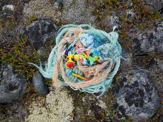 Nest for the Arctic Tern
