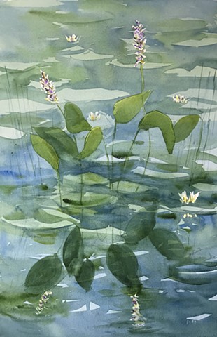 Water Lillies Transitions