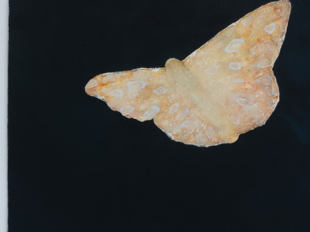 Am I in your light? Moth (detail)