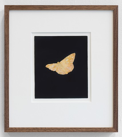 Am I in your light? (Moth)