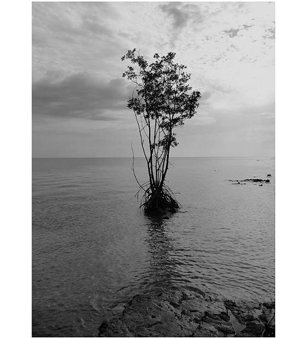 Cuba photograph B&W of sea plant clouds sky limits islands about emigration isolation by Aramis Justiz