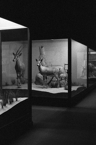 Fauna Study #539 (Field Museum)