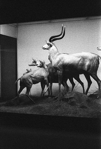 Fauna Study #568 (Field Museum)