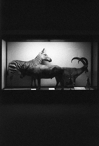 Fauna Study #552 (Field Museum)
