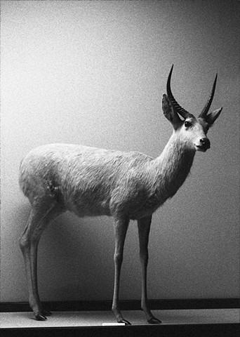 Fauna Study #544 (Field Museum)