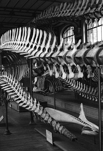 Vertebrae (Gallery Paleontology & Comparative Anatomy, Paris)