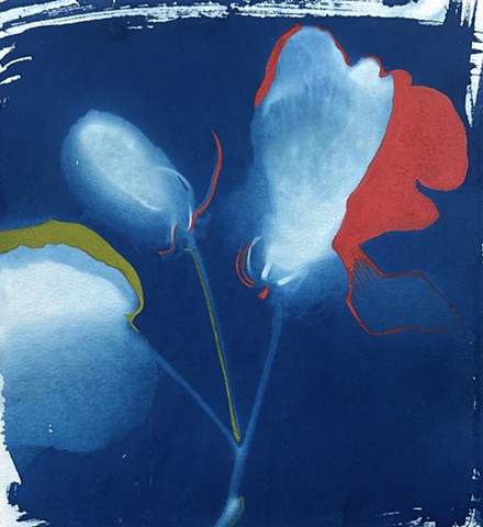 Cyanotypes