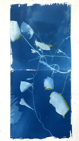 Cyanotype Morning Glory