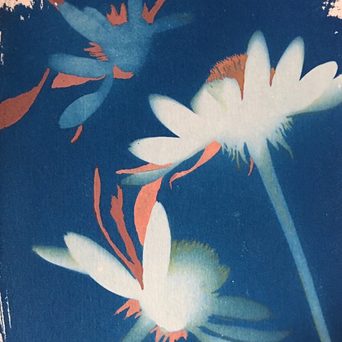 Echinacea Cyanotype