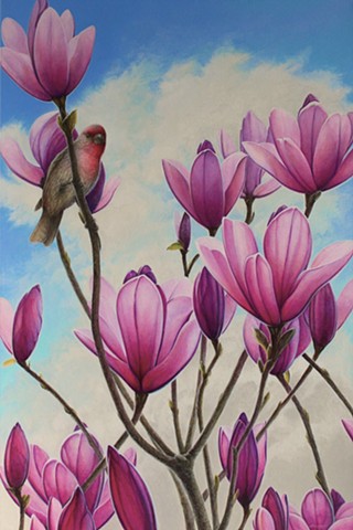 Original painting of house finch perched on pink magnolia branch by Canadian artist Michael Savage