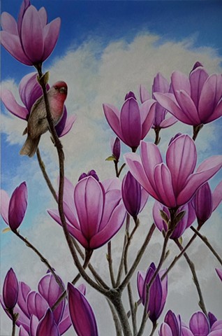 Original painting of house finch perched on pink magnolia branch by Canadian artist Michael Savage