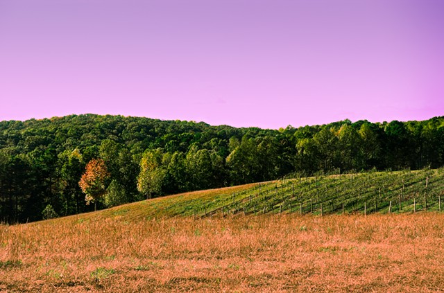 Purple Horizon