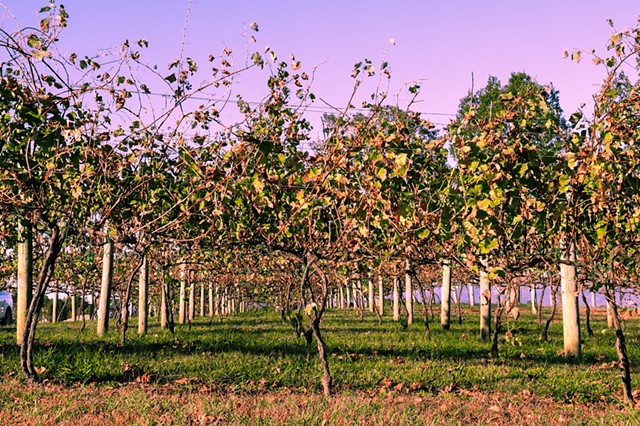 Grapevines at Sunset