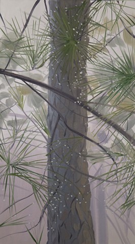 Morning Dew on Pines II