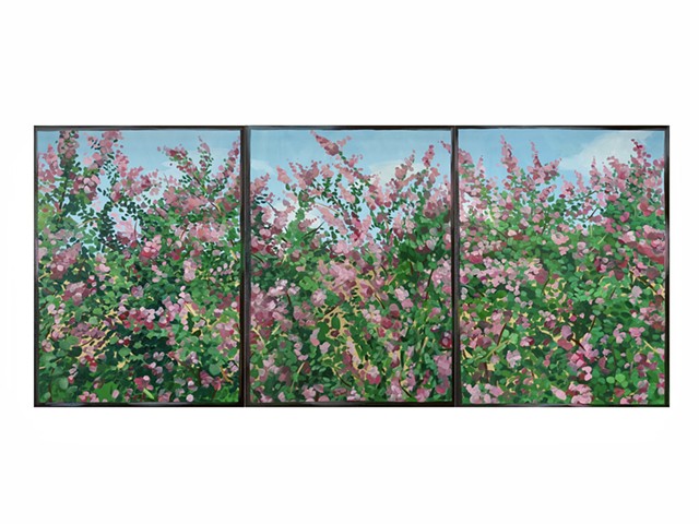 Window View Crepe Myrtles