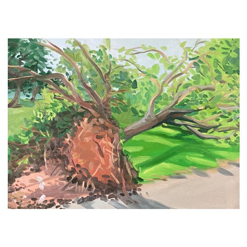 Uprooted Tree- Houston