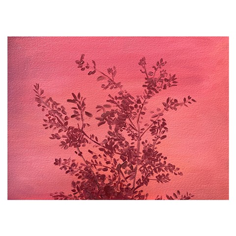 Study-Sunset Oak
