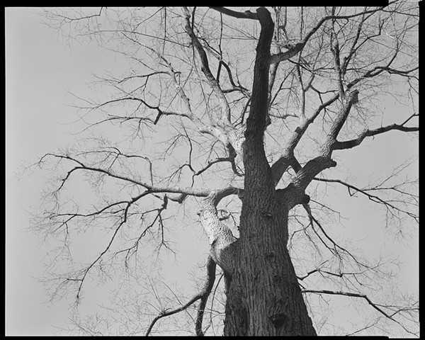Boston Common Elm [late winter, departed]