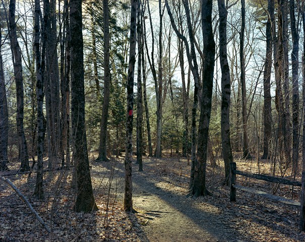 A Path in the Woods