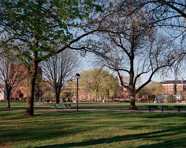 Washington Elm [view #8, from Massachusetts Ave], Cambridge, MA, April 2014