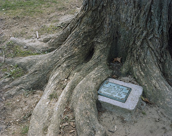 A Washington Elm with Marker, Falmouth, Massachusetts